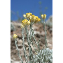 helichrysum barrelieri (ten.) greuter