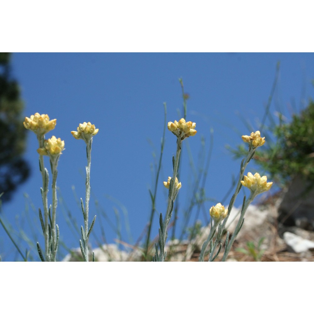 helichrysum barrelieri (ten.) greuter