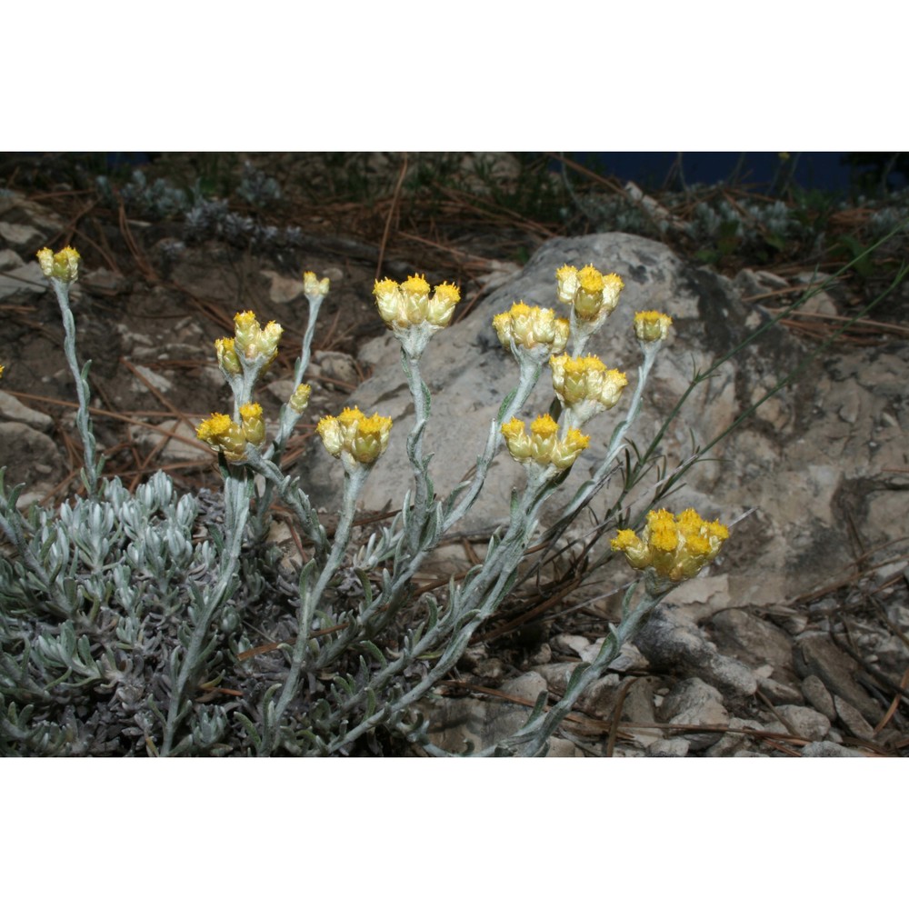 helichrysum barrelieri (ten.) greuter