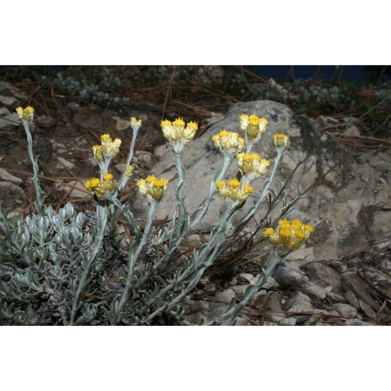 helichrysum barrelieri (ten.) greuter