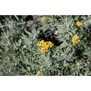 helichrysum errerae tineo