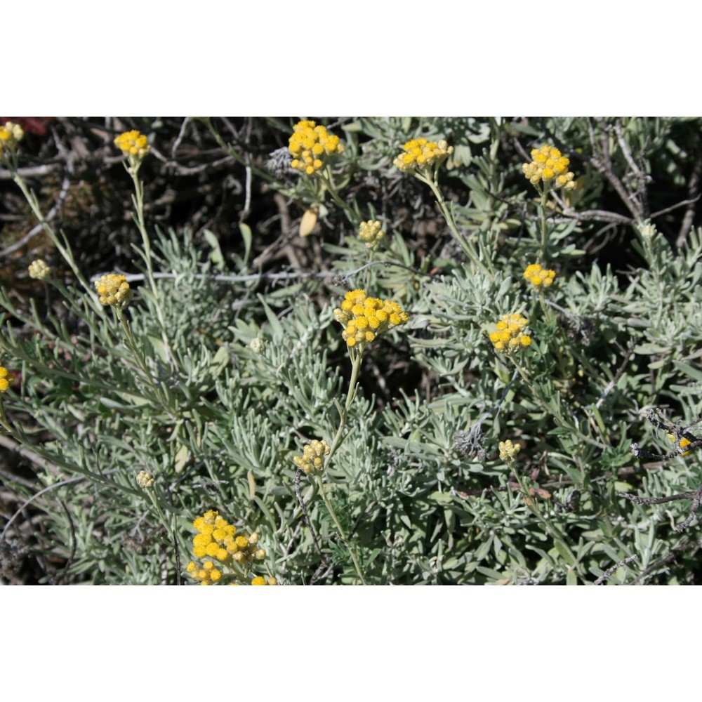 helichrysum errerae tineo