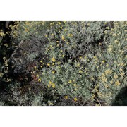 helichrysum errerae tineo