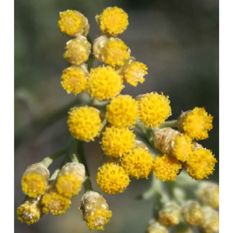 helichrysum errerae tineo