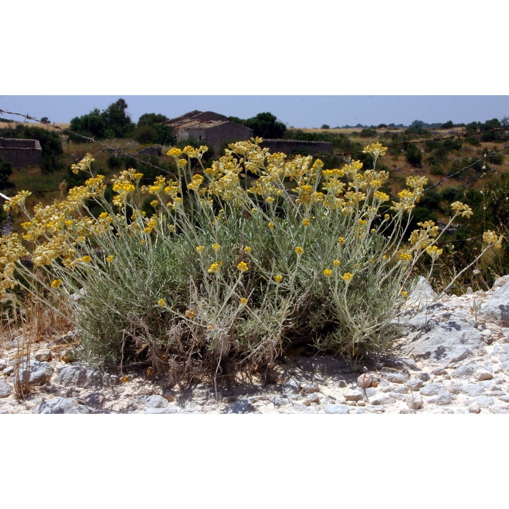 helichrysum hyblaeum brullo