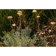 helichrysum hyblaeum brullo