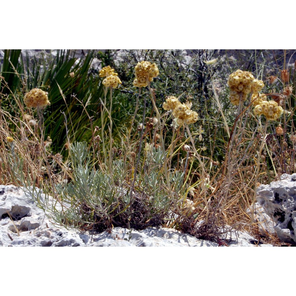 helichrysum hyblaeum brullo