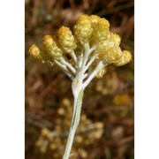 helichrysum hyblaeum brullo