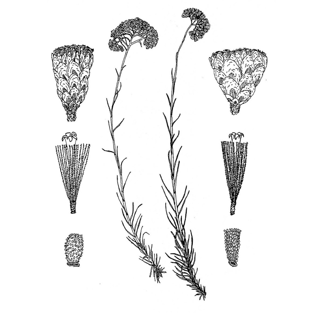 helichrysum italicum (roth) g. don