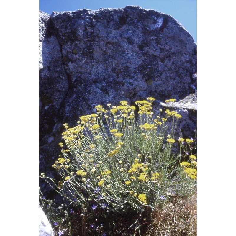 helichrysum italicum (roth) g. don