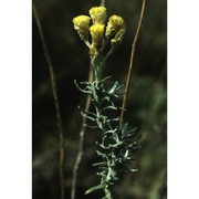 helichrysum italicum (roth) g. don