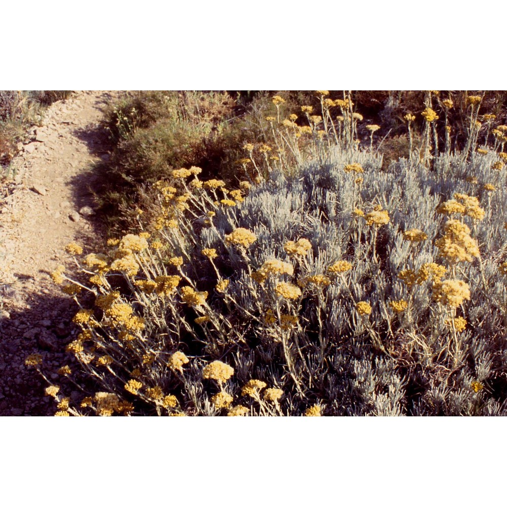 helichrysum litoreum guss.