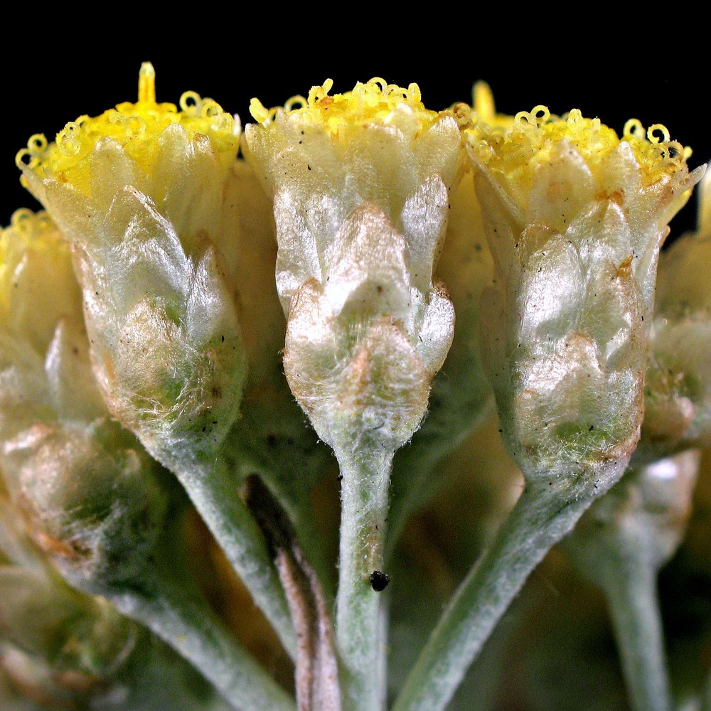 helichrysum litoreum guss.