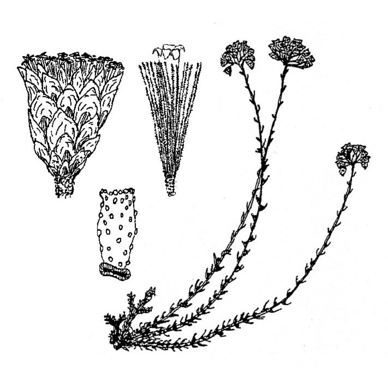 helichrysum microphyllum willd. subsp. tyrrhenicum (willd.) bacch., brullo et mossa