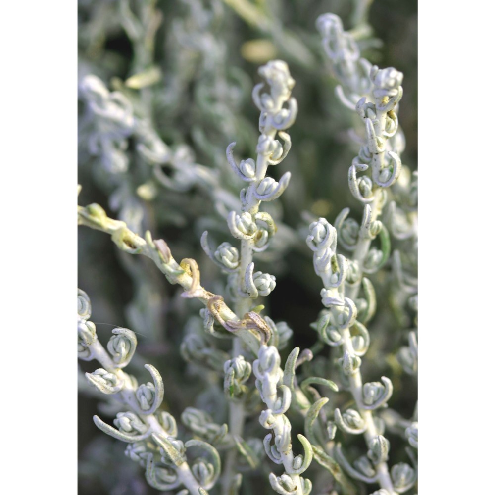 helichrysum microphyllum willd. subsp. tyrrhenicum (willd.) bacch., brullo et mossa