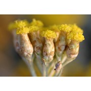 helichrysum microphyllum willd. subsp. tyrrhenicum (willd.) bacch., brullo et mossa