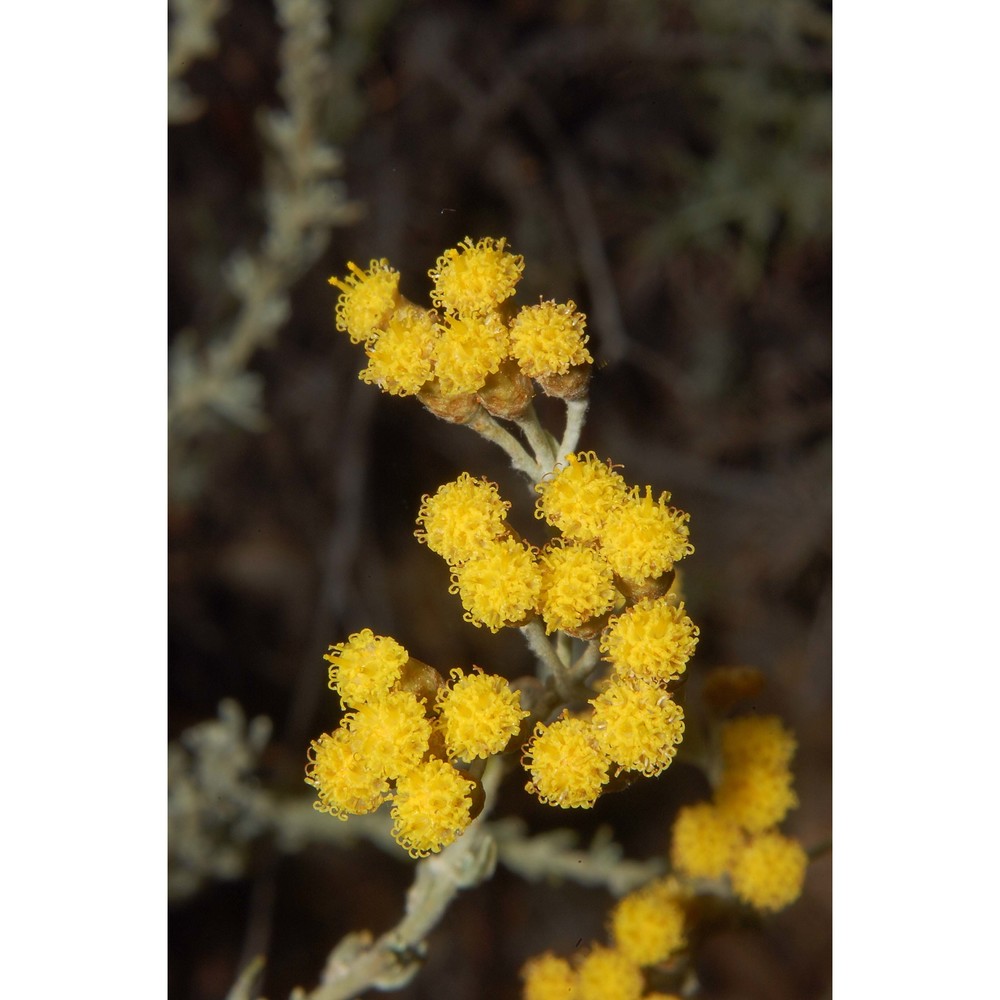 helichrysum microphyllum willd. subsp. tyrrhenicum (willd.) bacch., brullo et mossa