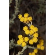 helichrysum microphyllum willd. subsp. tyrrhenicum (willd.) bacch., brullo et mossa