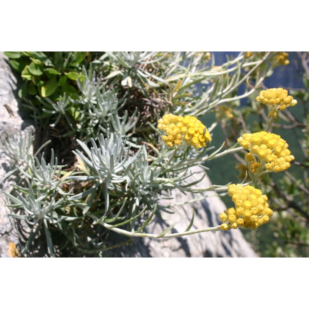 helichrysum nebrodense heldr.