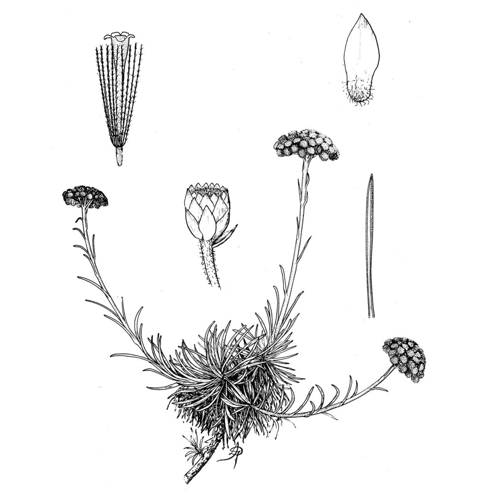 helichrysum pendulum (c. presl) c. presl