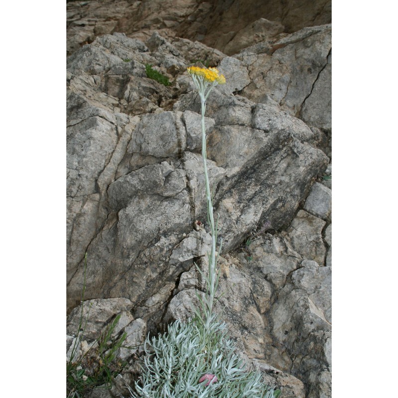 helichrysum pendulum (c. presl) c. presl