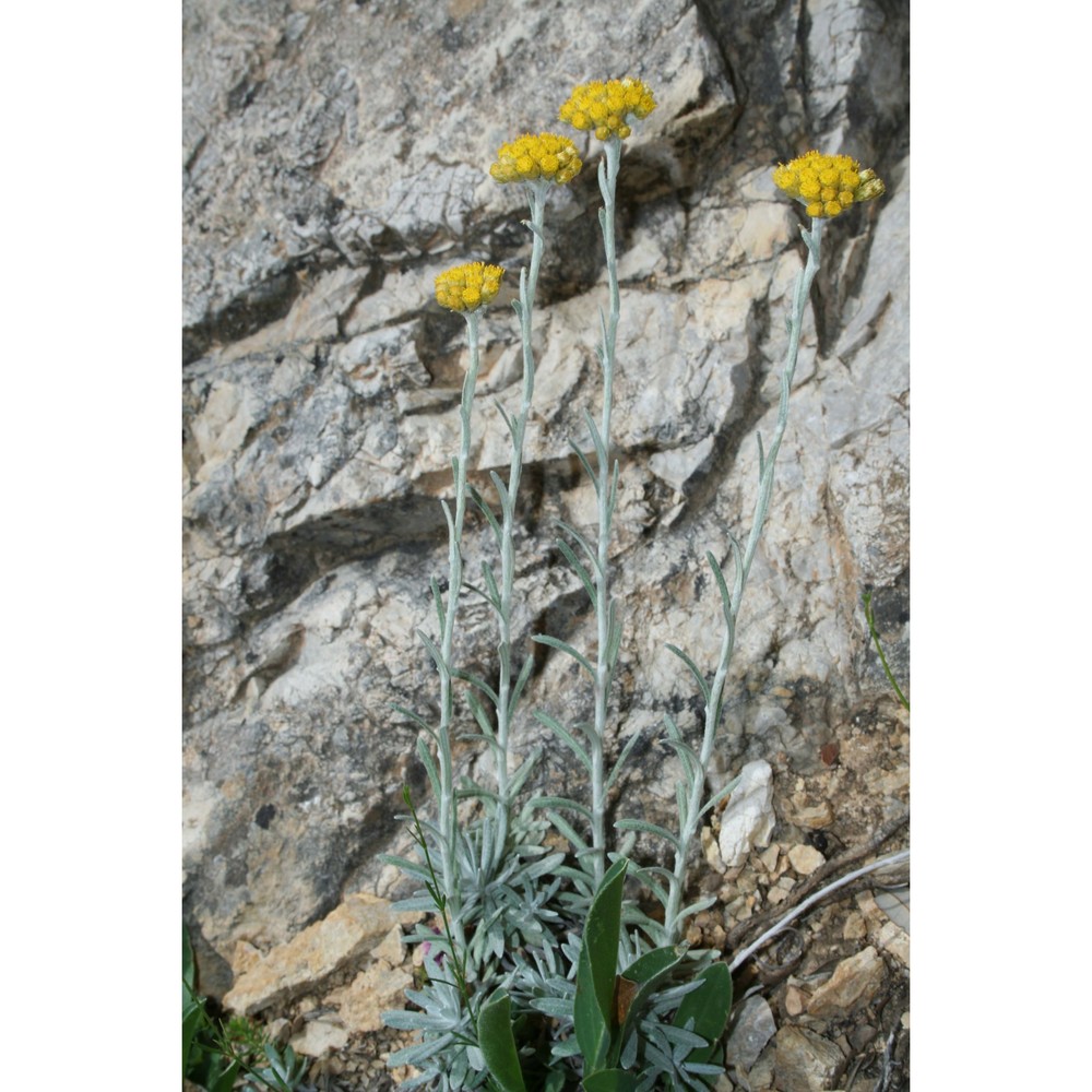 helichrysum pendulum (c. presl) c. presl