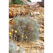 helichrysum pendulum (c. presl) c. presl