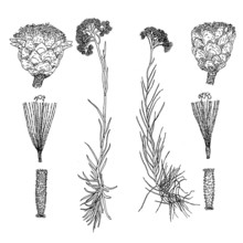 helichrysum saxatile moris