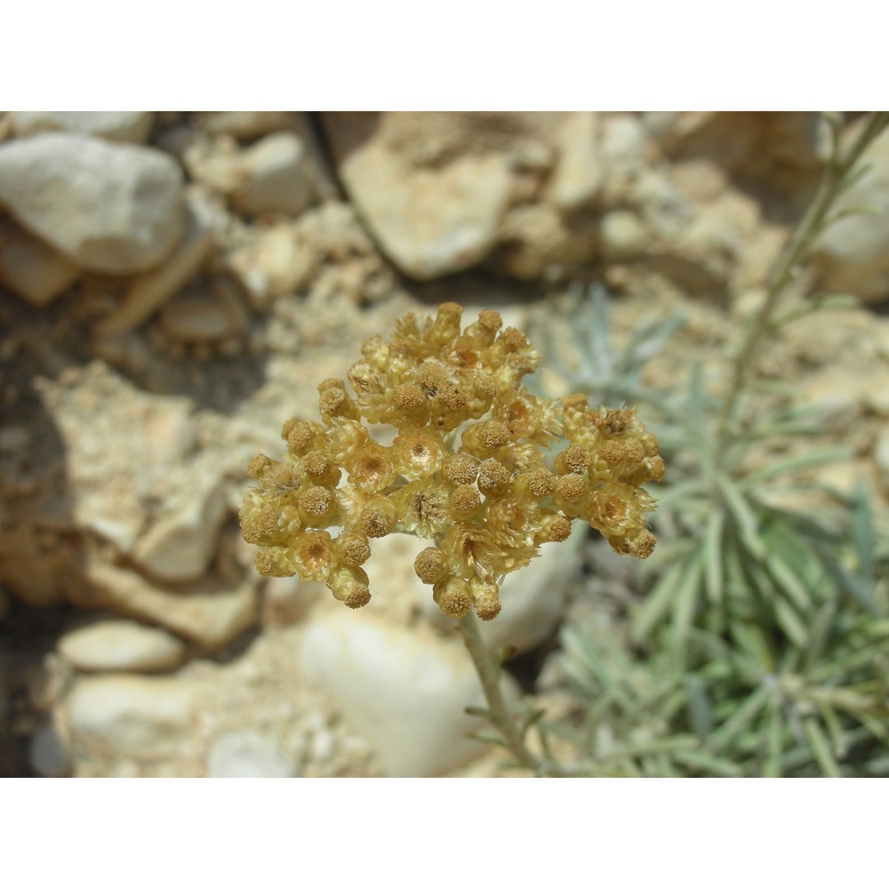 helichrysum saxatile moris