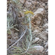 helichrysum saxatile moris