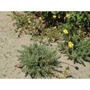 helichrysum stoechas (l.) moench