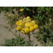 helichrysum stoechas (l.) moench