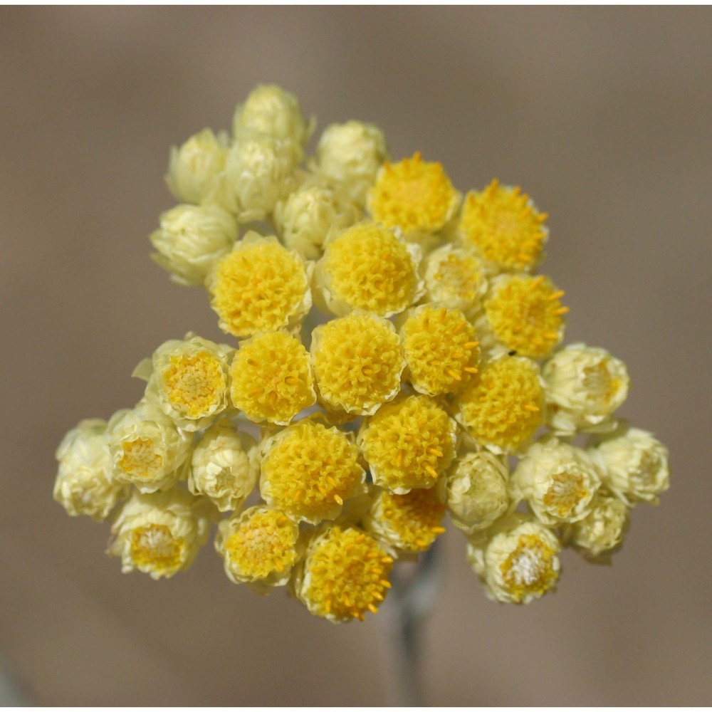 helichrysum stoechas (l.) moench