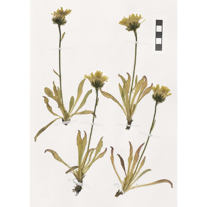 hieracium alpinum l.