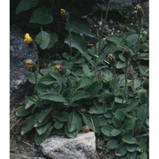 hieracium alpinum l.