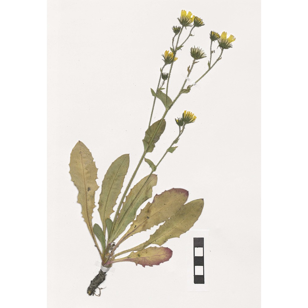 hieracium amplexicaule l.