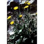 hieracium amplexicaule l.