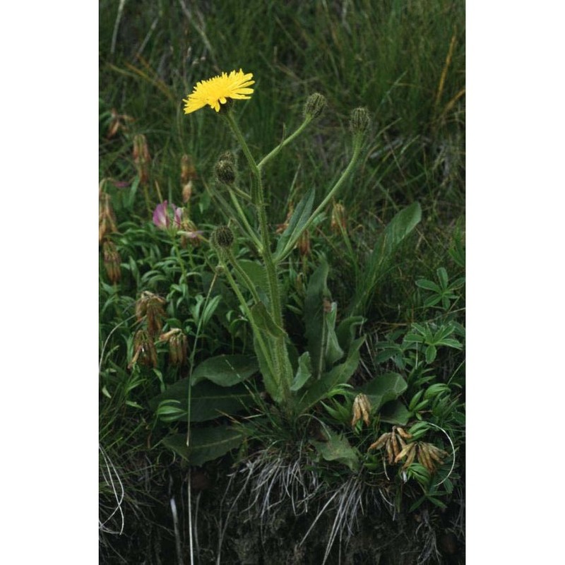 hieracium amplexicaule l.