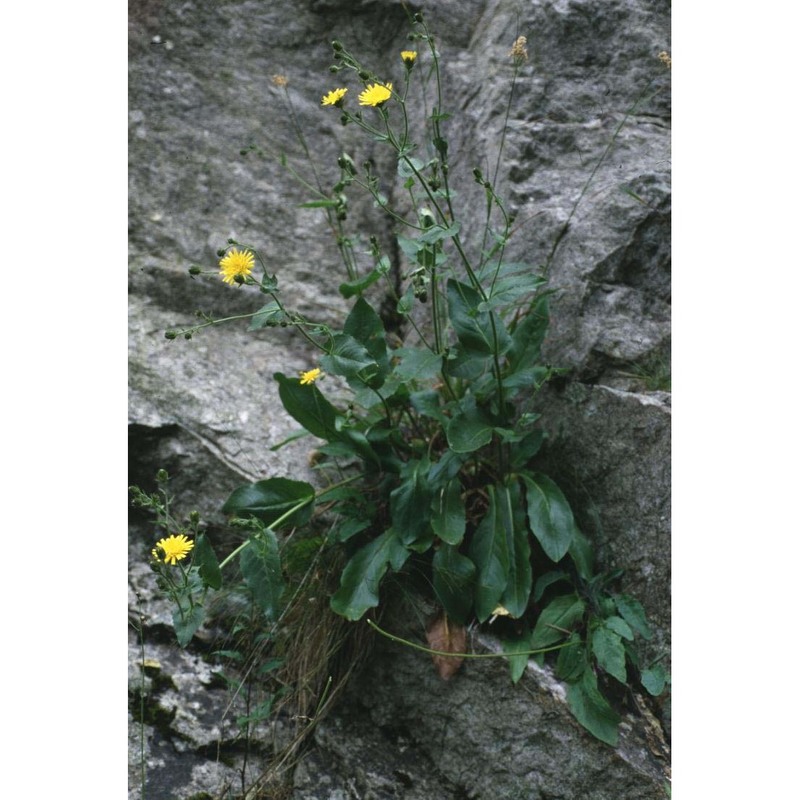 hieracium amplexicaule l.