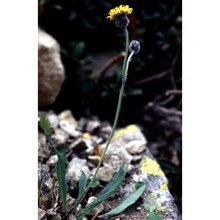 hieracium aphyllum nägeli et peter