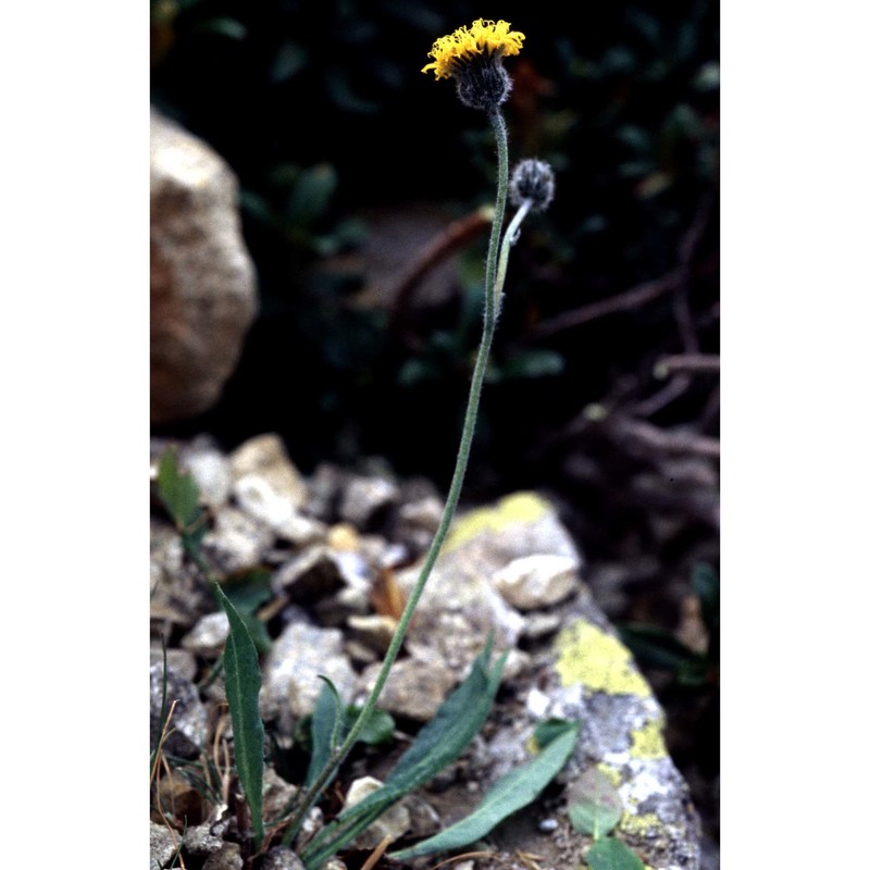 hieracium aphyllum nägeli et peter