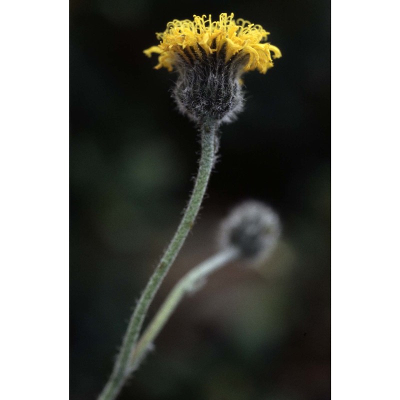 hieracium aphyllum nägeli et peter