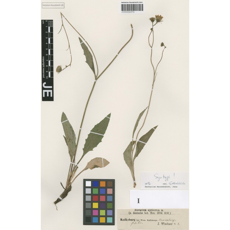 hieracium apricorum wiesb.