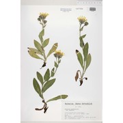 hieracium argothrix nägeli et peter