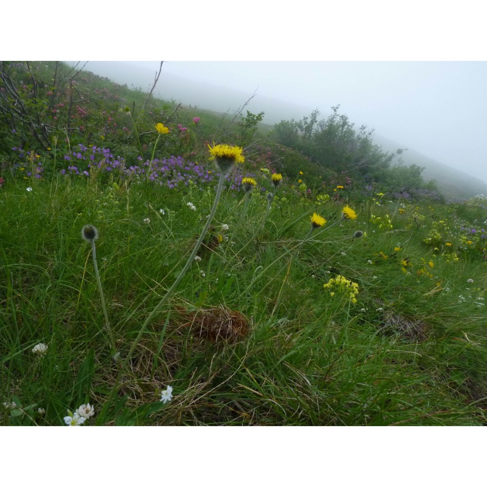 hieracium armerioides arv.-touv.