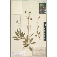 hieracium arolae (murr) zahn