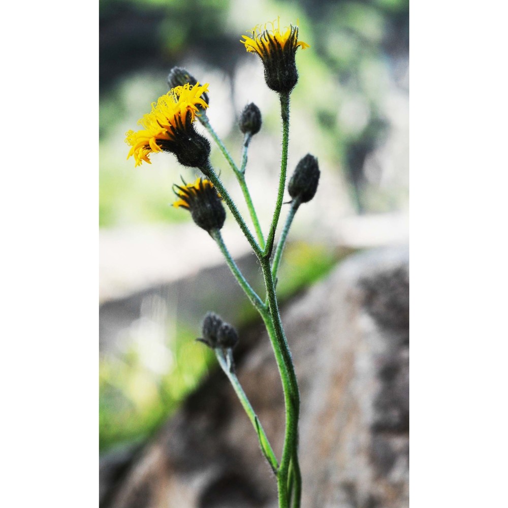 hieracium atratum fr.