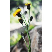 hieracium atratum fr.