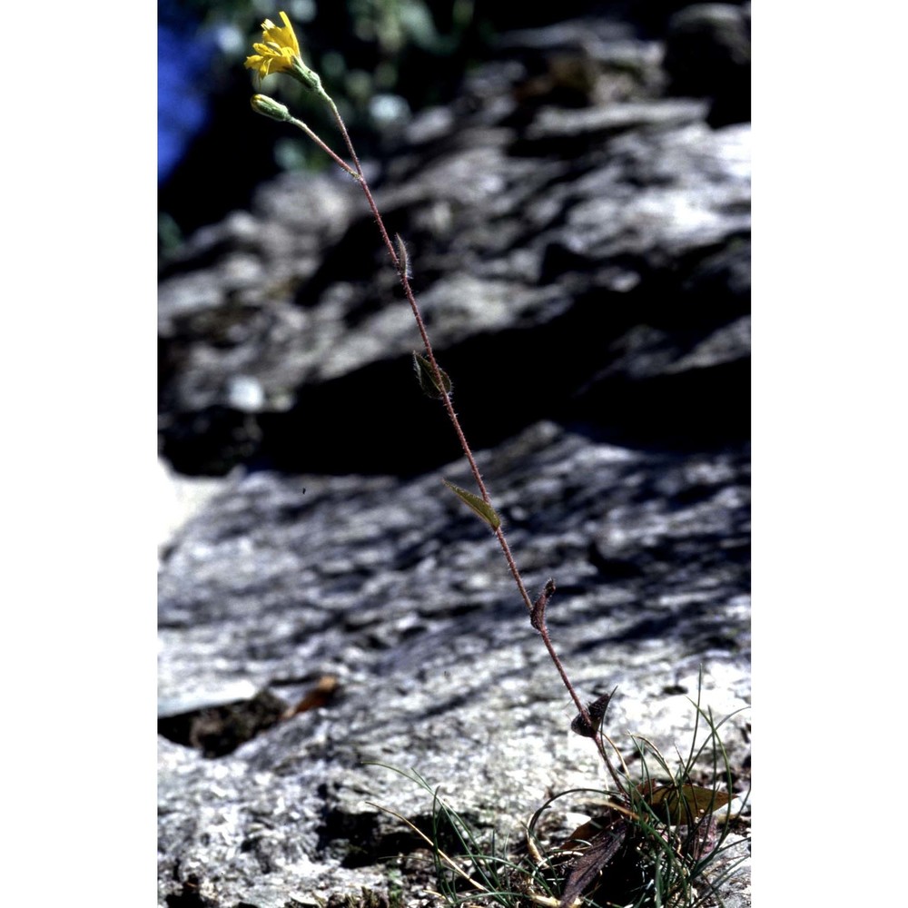 hieracium bornetii burnat et gremli