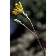 hieracium bornetii burnat et gremli